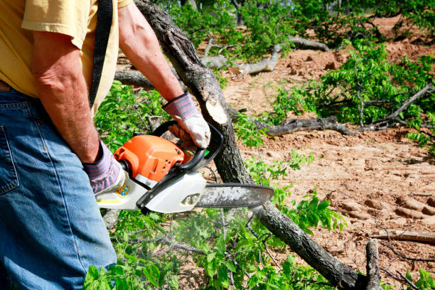 How Our Tree Care Process Works  in  Nelsonville, OH